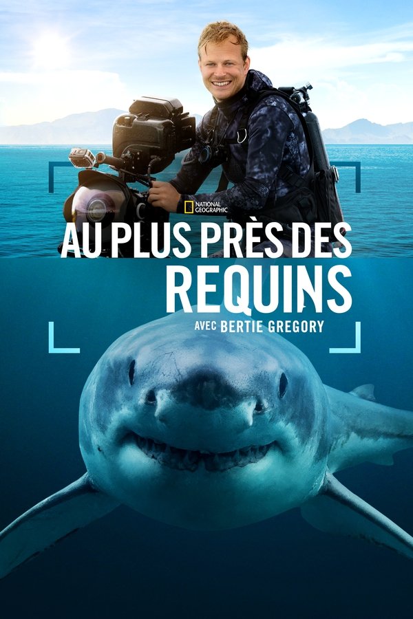 Au plus près des requins avec Bertie Gregory